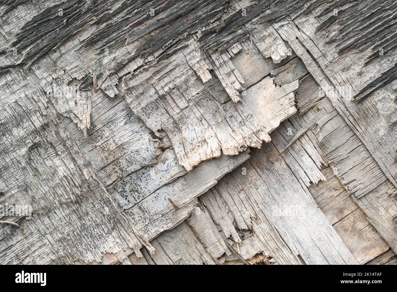 The texture of old plywood. The background is made of an old tree with ...