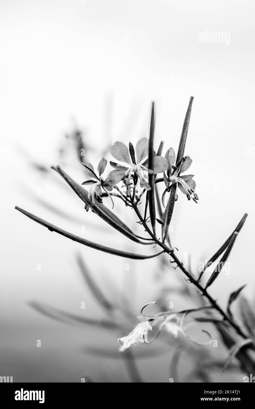 Black and White Plant on a Branch Stock Photo