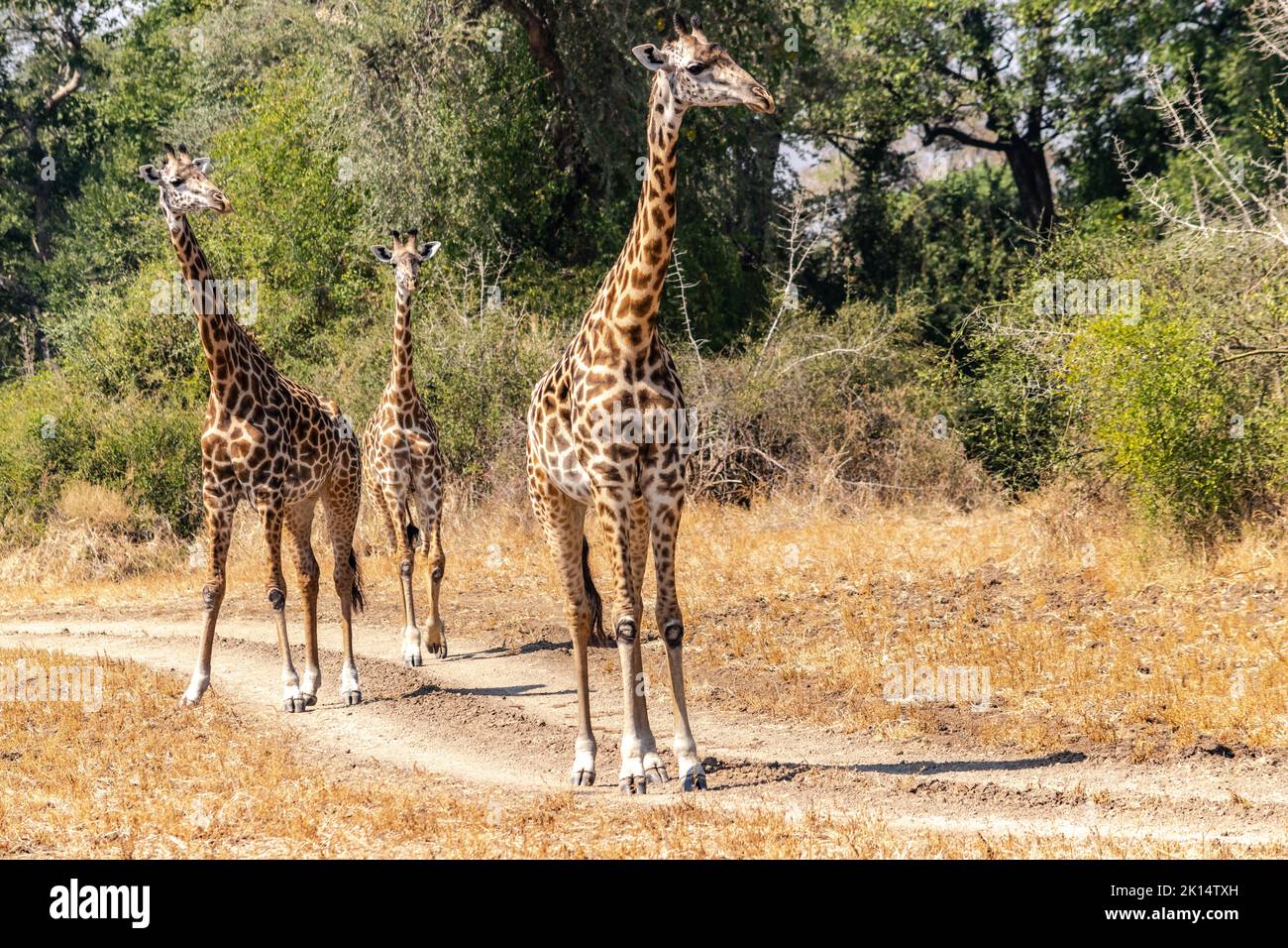 African giraffes eat in hi-res stock photography and images - Alamy