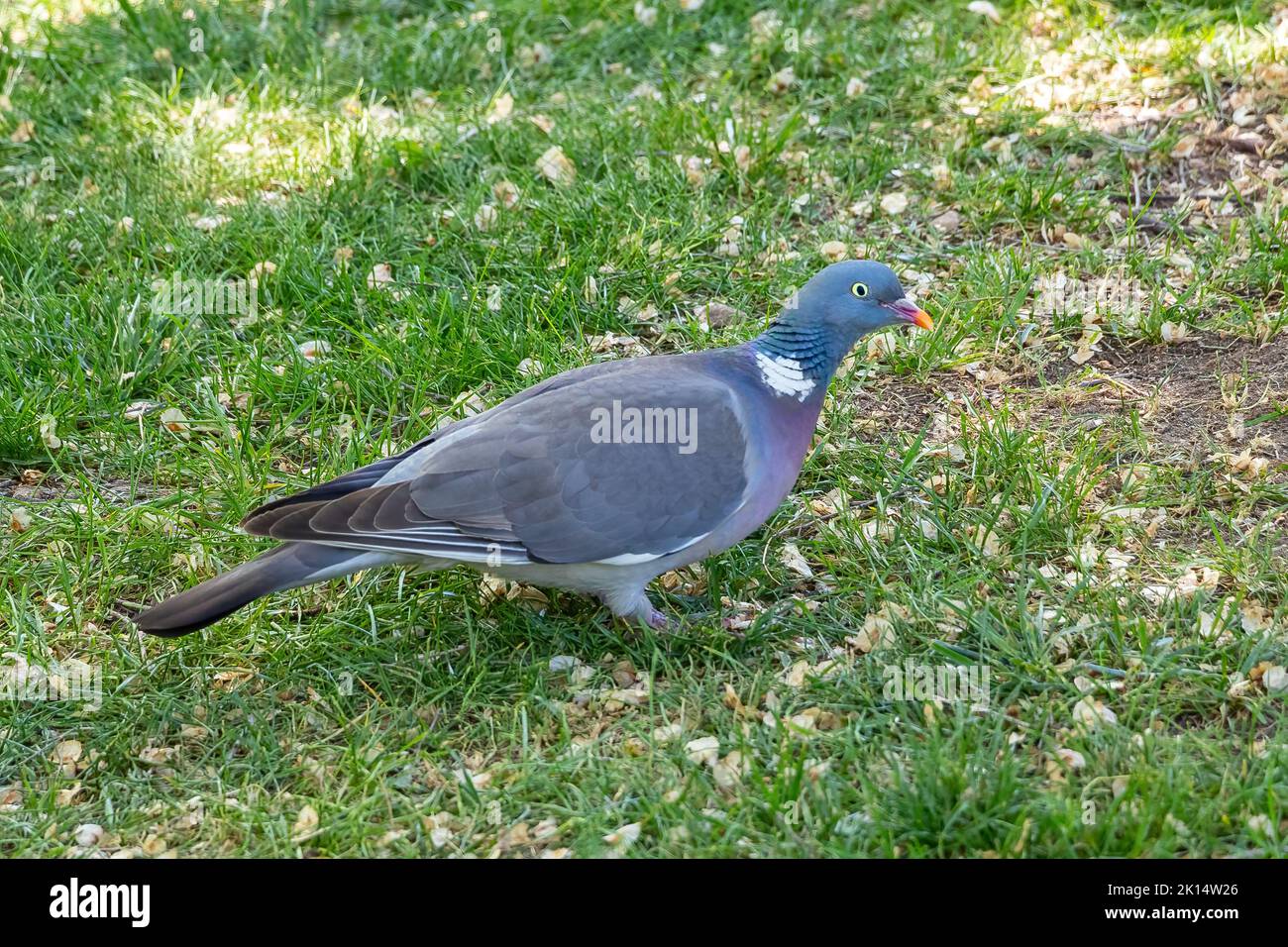 Adult common wood pigeon, columba palumbus, standing on the grass Stock Photo