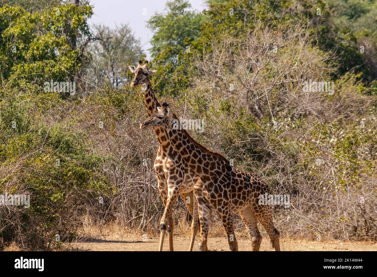 Close up giraffes neck head hi-res stock photography and images - Alamy
