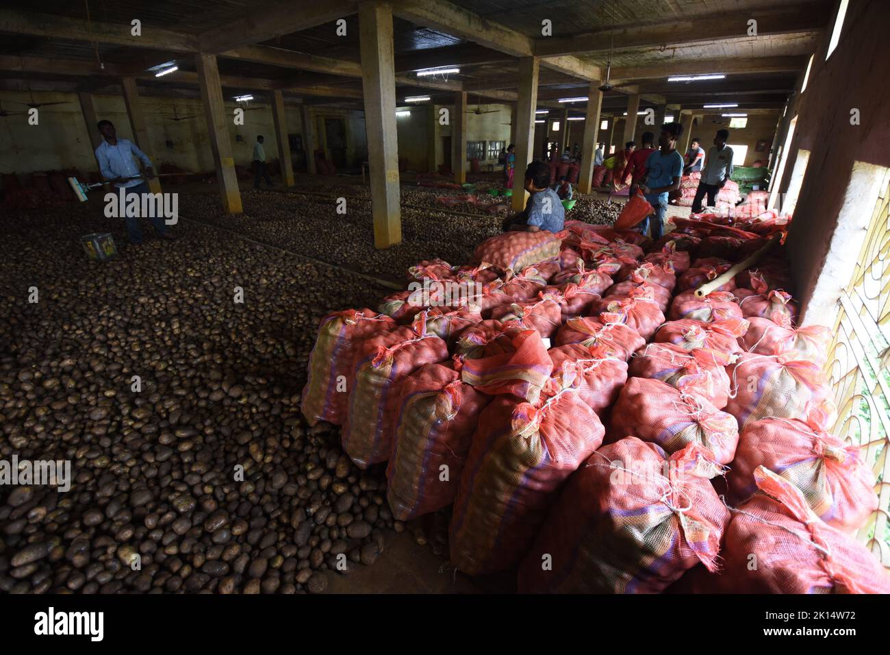 Potato drying and segregation area of a cold storage. West Bengal ...
