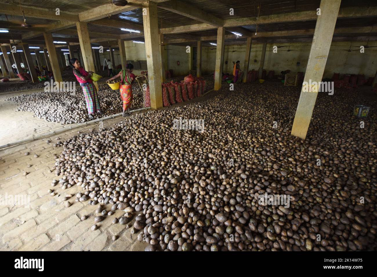 Potato drying and segregation area of a cold storage. West Bengal