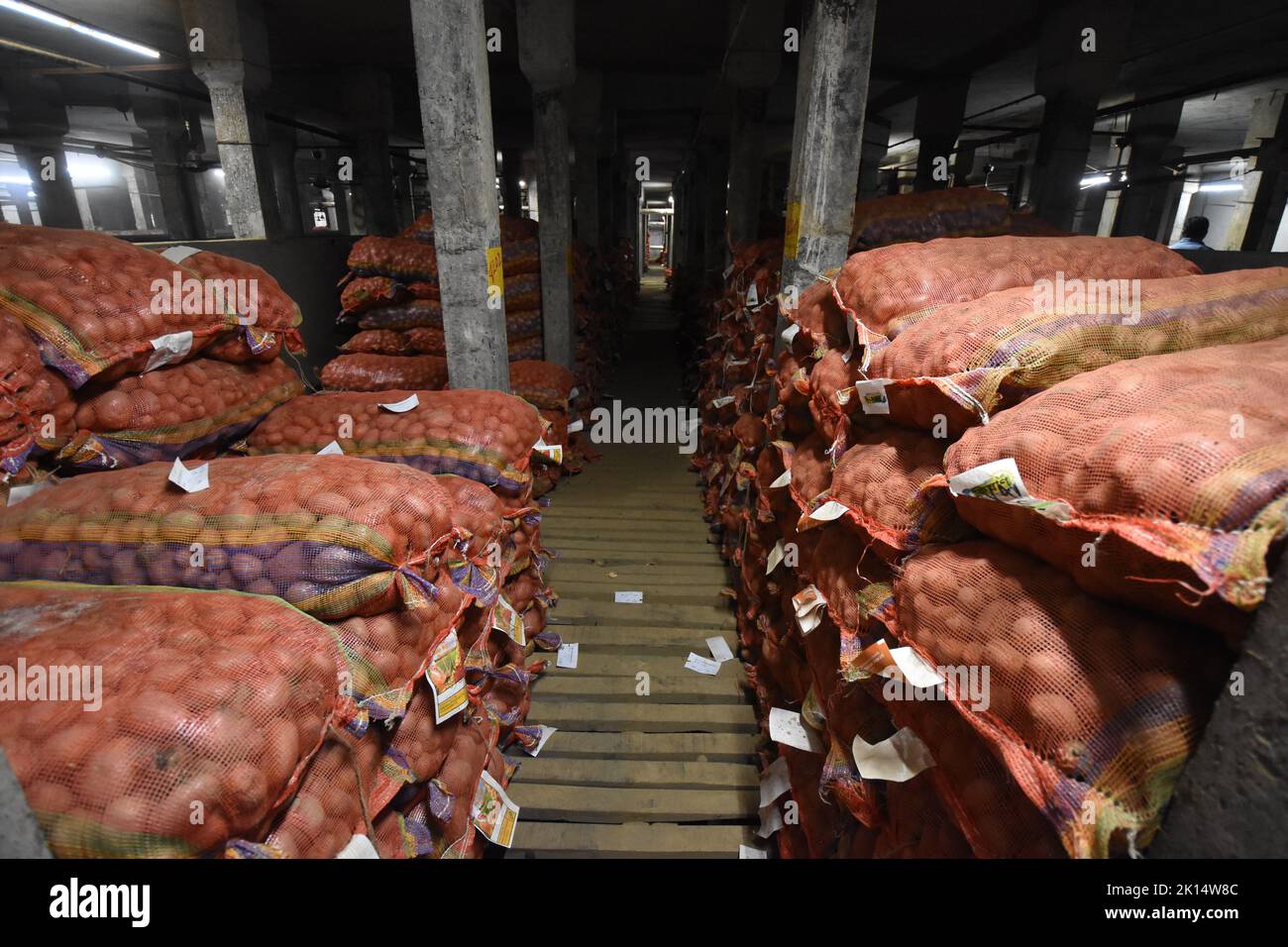 Potatoes are preserved in a refrigerated area of a potato cold storage