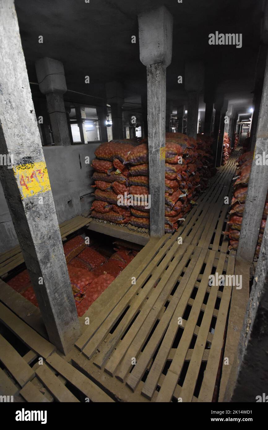 Potatoes are preserved in a refrigerated area of a potato cold storage