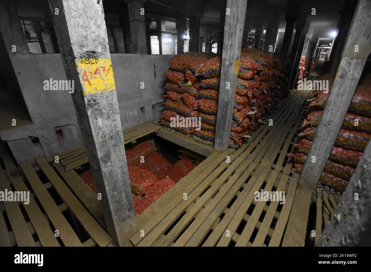 Potatoes are preserved in a refrigerated area of a potato cold storage