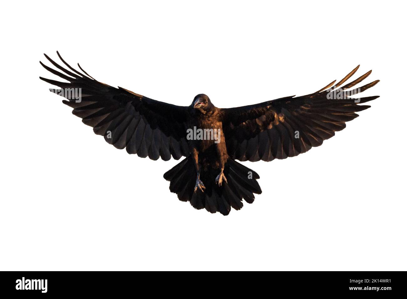black raven spread wings isolated on white background Stock Photo