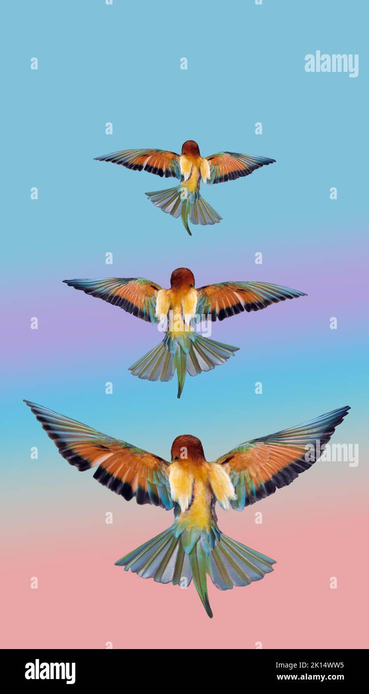 colorful birds fly up on a rainbow background Stock Photo