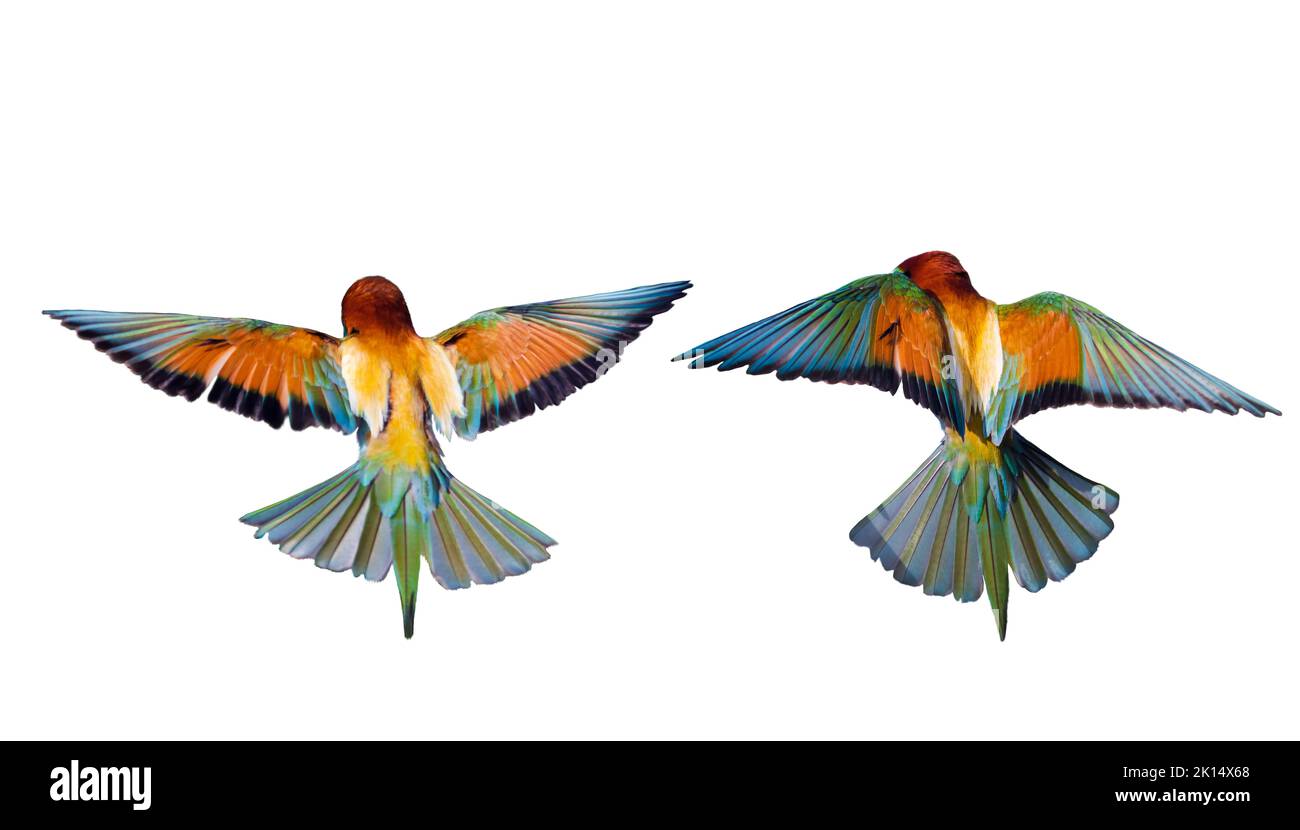 colorful birds in flight isolated on white Stock Photo