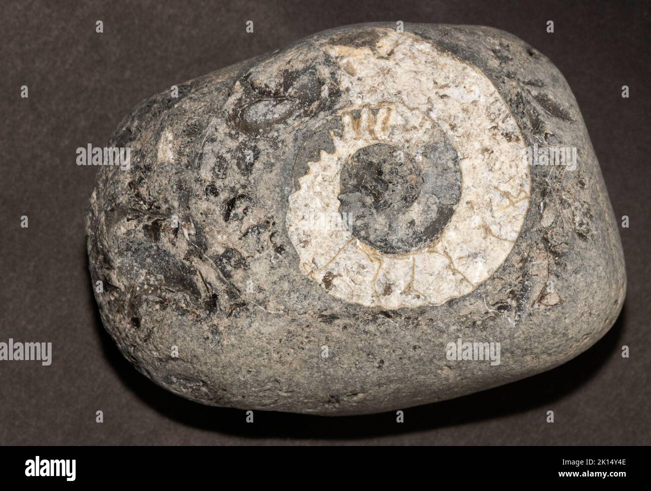 The fossil of a Jurassic Ammonite in a 'cannonball' from the Whitby