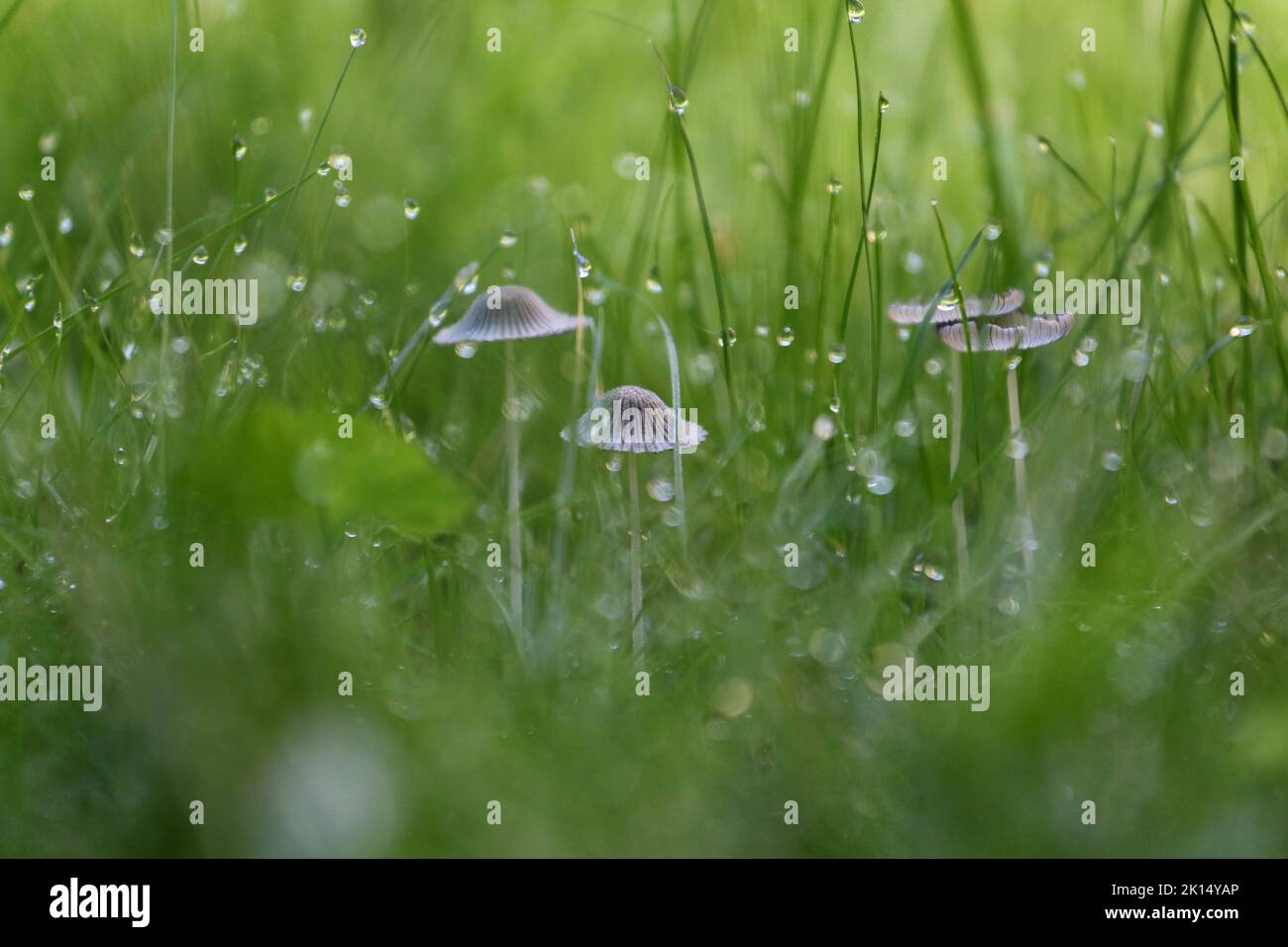 Tiny Mushrooms and blades of grass with dew drops in a lawn close up in in the early morning Stock Photo