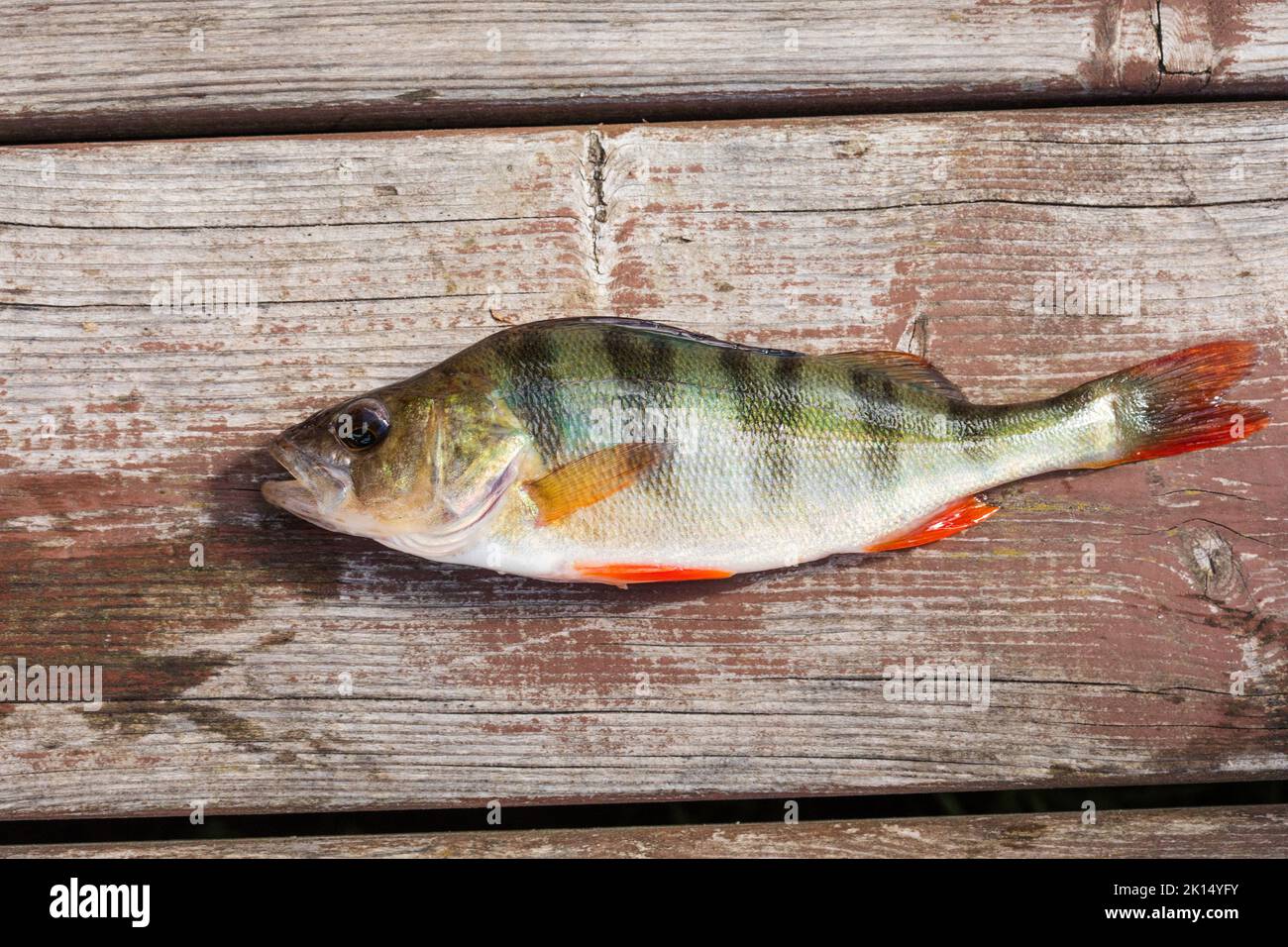 Freshly caught river perch on a wooden background. A beautiful freshwater fish with red orange black fins and scales in silver green and dark colors, Stock Photo