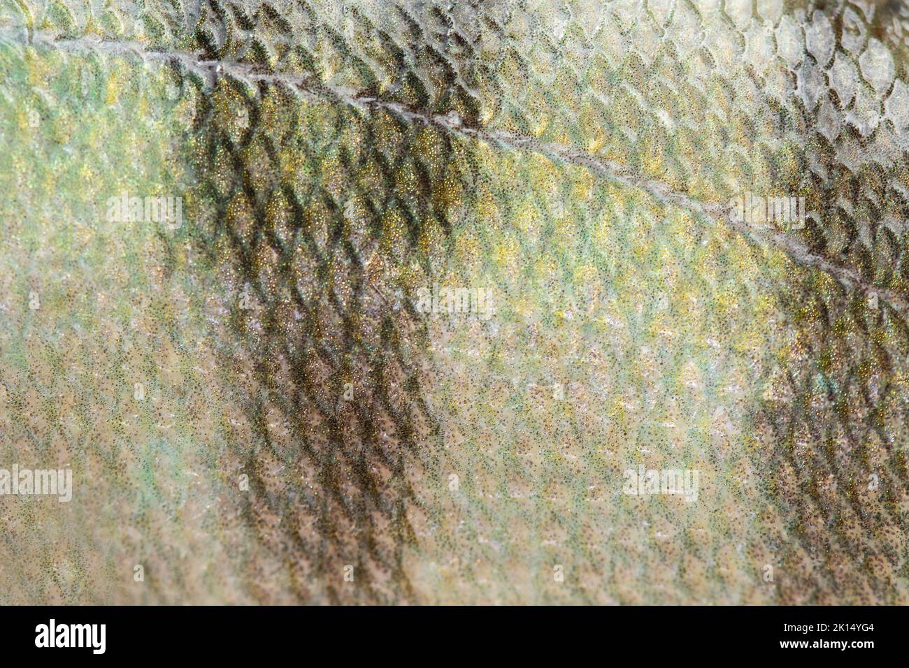 Macro view wild perch bass fish textured skin scales. Photo silever green yellow dark scaly textured pattern. Selective focus, shallow depth field. Stock Photo