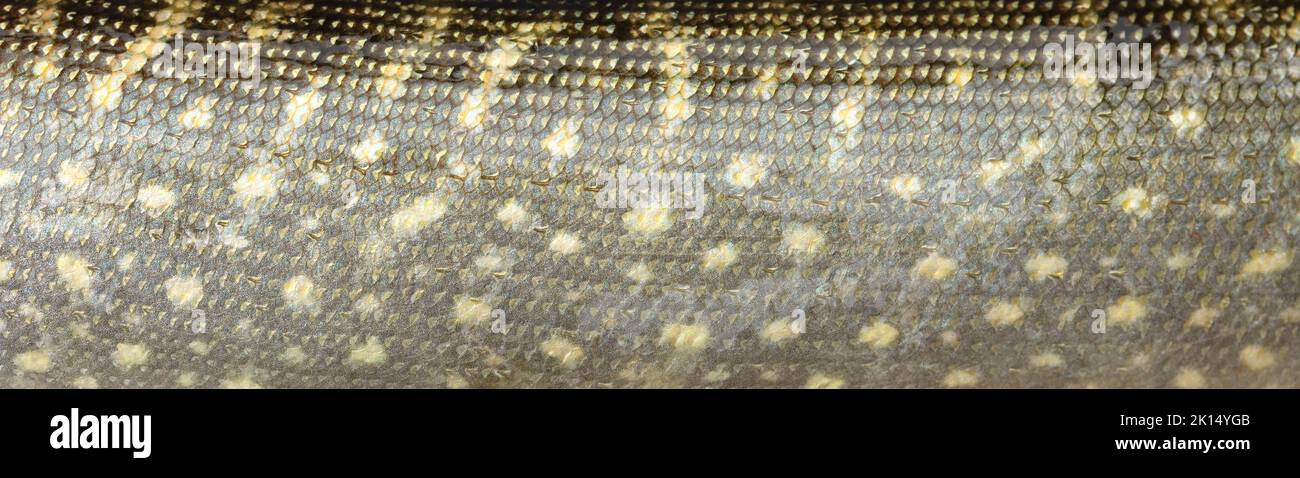 Big wild pike fish textured skin scales macro view. Photo golden yellow brown scaly textured pattern. Selective focus, shallow depth field. Stock Photo