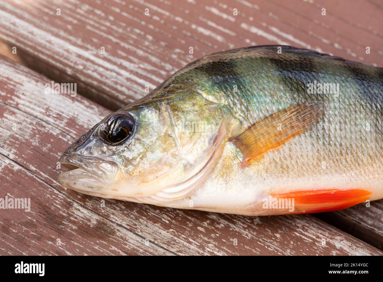 Close up freshly caught river perch bass head on a wooden background. Freshwater fish, red orange fins, scales in silver green and dark colors, a typi Stock Photo