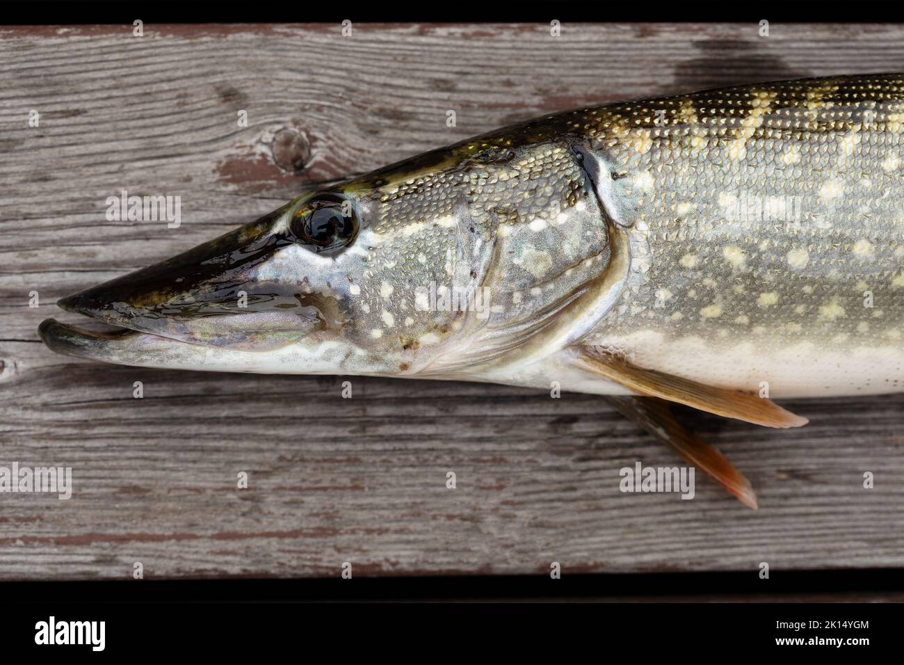 Freshly caught big wild pike, wooden background. A freshwater fish with brown fins, scales silver yellow green dark colors, typical pattern coloration Stock Photo