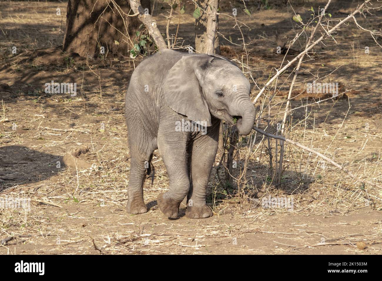 An amazing close up of an elephant cub on the sandy banks of an African river Stock Photo