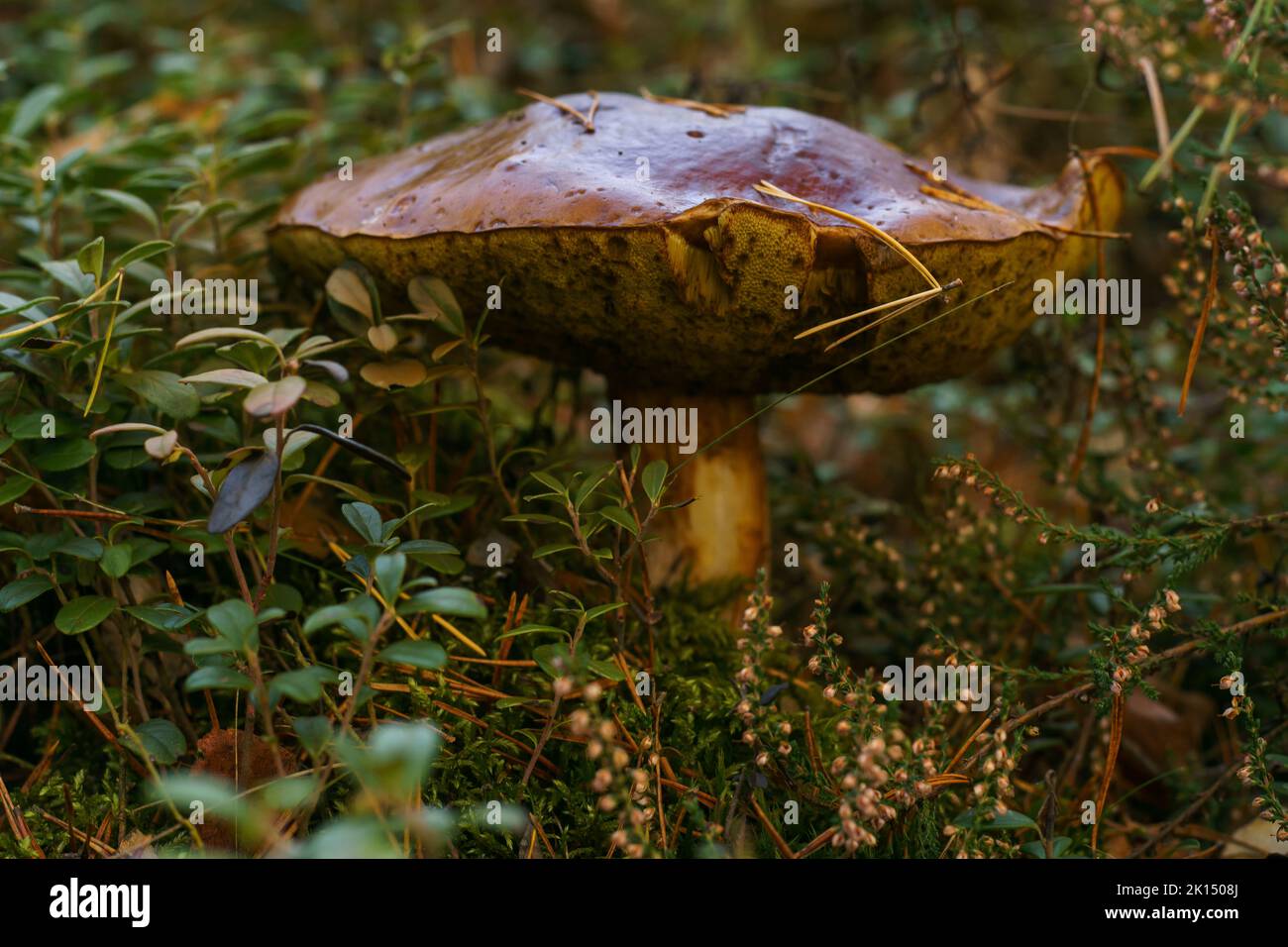 Large overgrown old rotten boletus mushroom in autumn forest near yellow leaves, lingonberry bushes, moss and heather. Nature, seasonal autumn forest Stock Photo