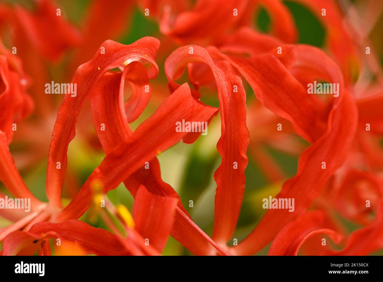 Lycoris radiata, red spider, red magic, resurrection or hurricane lily, corpse or equinox flower plant in the amaryllis family from China. Stock Photo
