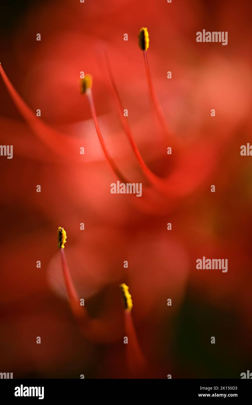 Lycoris radiata, red spider, red magic, resurrection or hurricane lily, corpse or equinox flower plant in the amaryllis family from China. Stock Photo