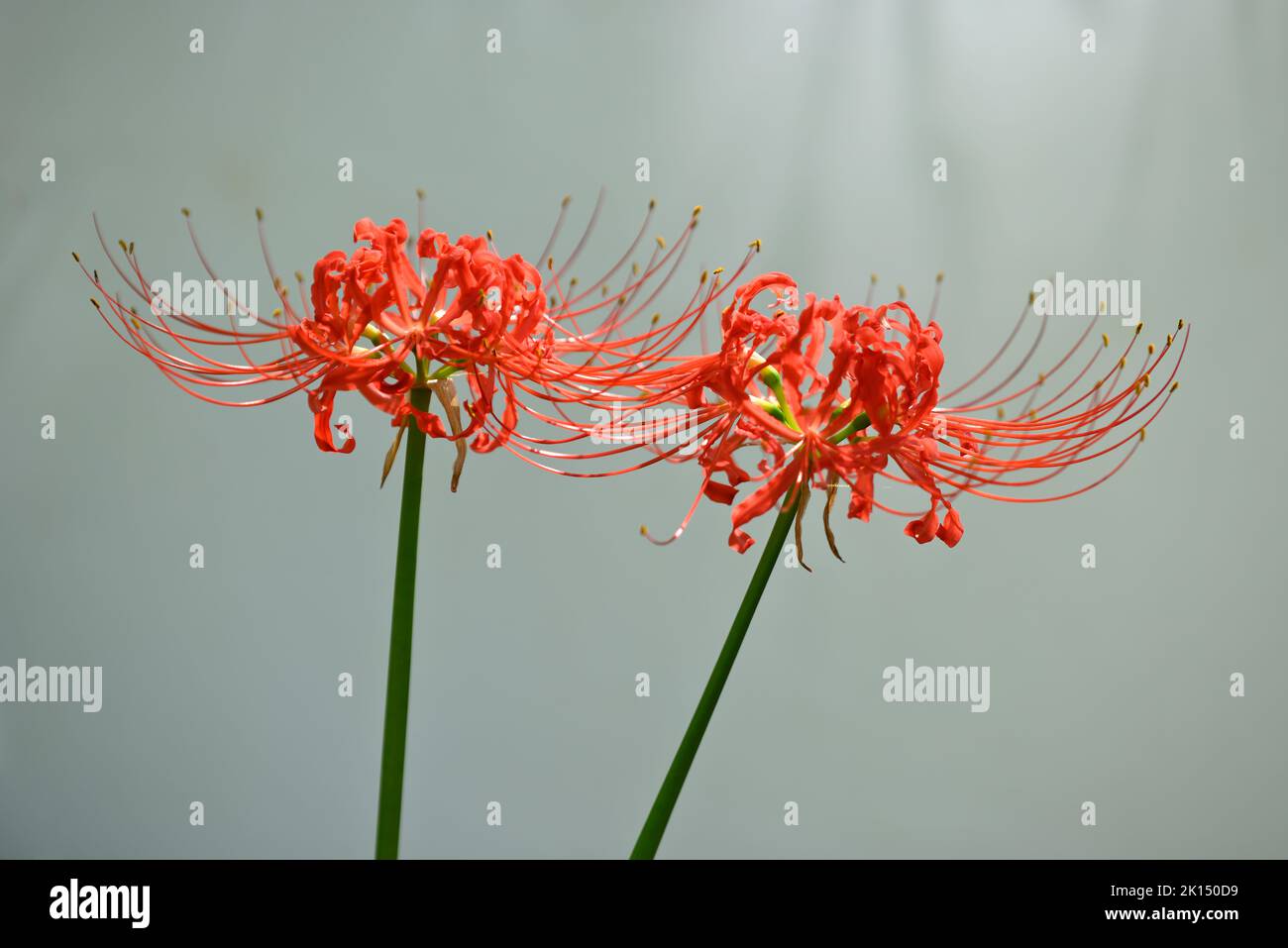 Lycoris radiata, red spider, red magic, resurrection or hurricane lily, corpse or equinox flower plant in the amaryllis family from China. Stock Photo