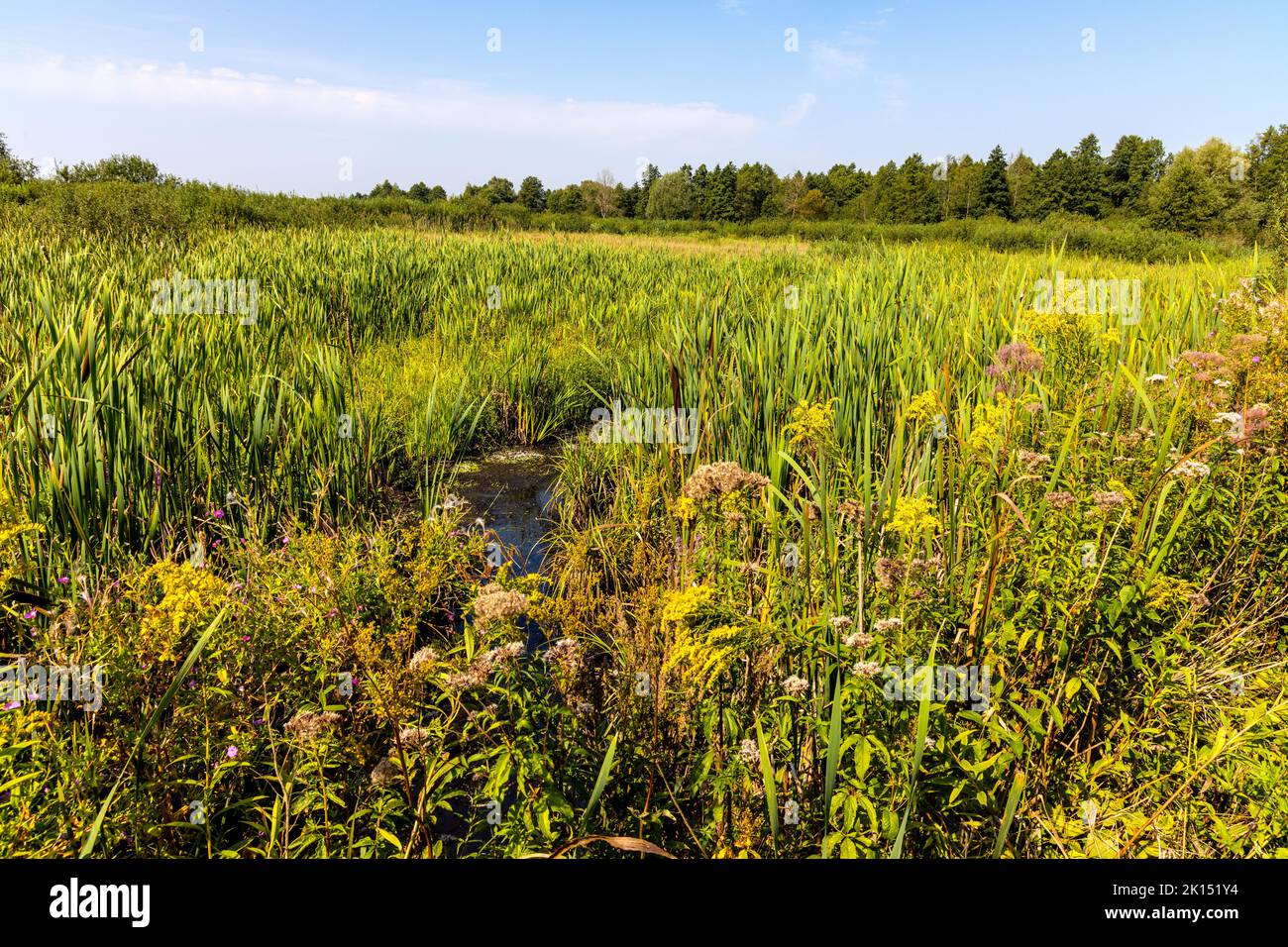 Panoramic view of dense wetland vegetation of Bagno Calowanie Swamp wildlife reserve in Podblel village south of Warsaw in Mazovia region of Poland Stock Photo
