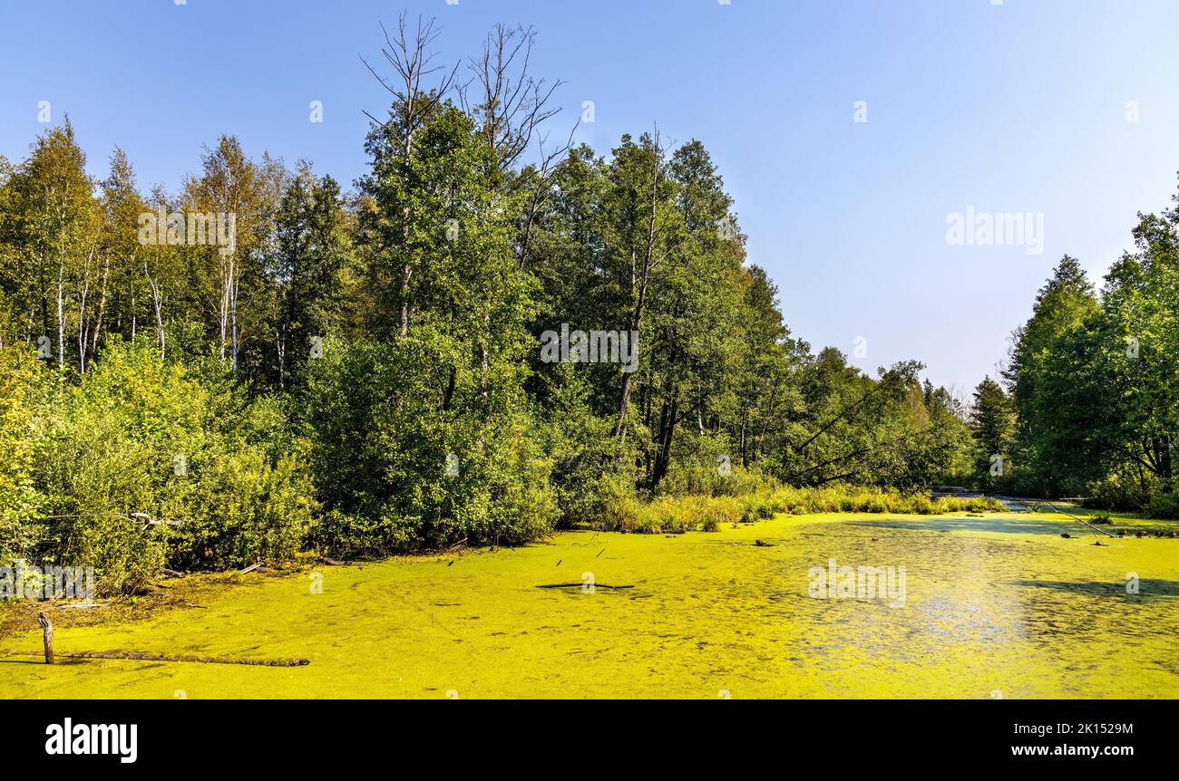 Dense wetland vegetation of forest pond in Bagno Calowanie Swamp wildlife reserve during summer season in Podblel village south of Warsaw in Mazovia r Stock Photo