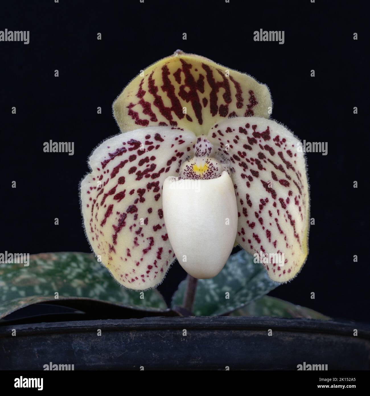 Closeup view of creamy white and purple red flower of lady slipper orchid species paphiopedilum godefroyae var leucochilum isolated on blackground Stock Photo