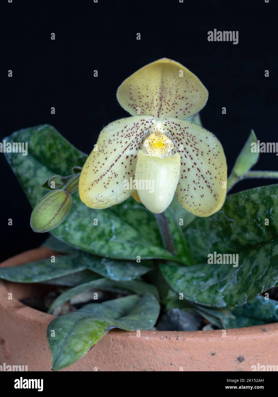 Beautiful blooming yellow flower with bud of lady slipper orchid species paphiopedilum concolor isolated on black background Stock Photo