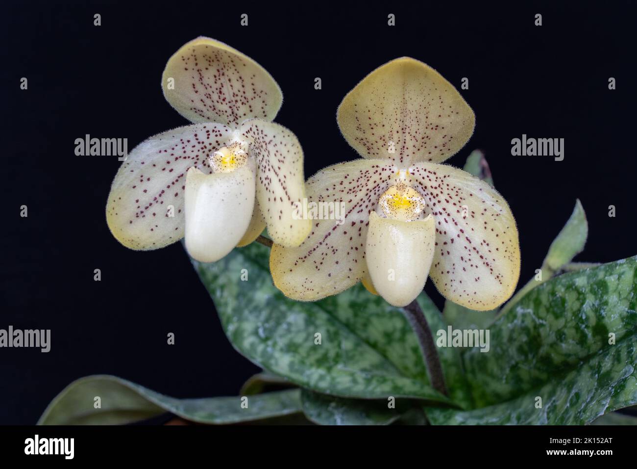 Closeup view of beautiful yellow with red dots blooming flowers of lady slipper orchid species paphiopedilum concolor isolated on black background Stock Photo