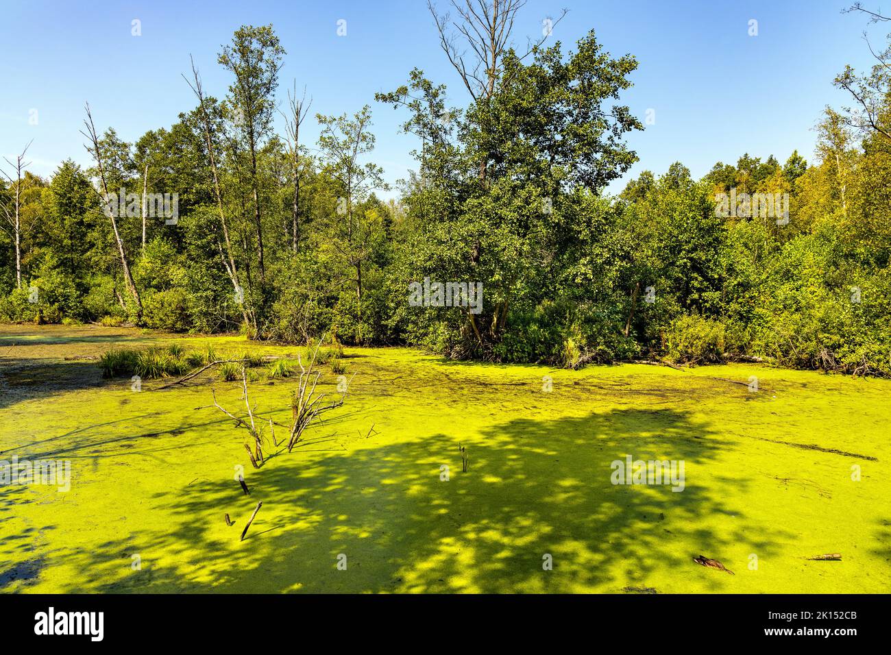 Dense wetland vegetation of forest pond in Bagno Calowanie Swamp wildlife reserve during summer season in Podblel village south of Warsaw in Mazovia r Stock Photo