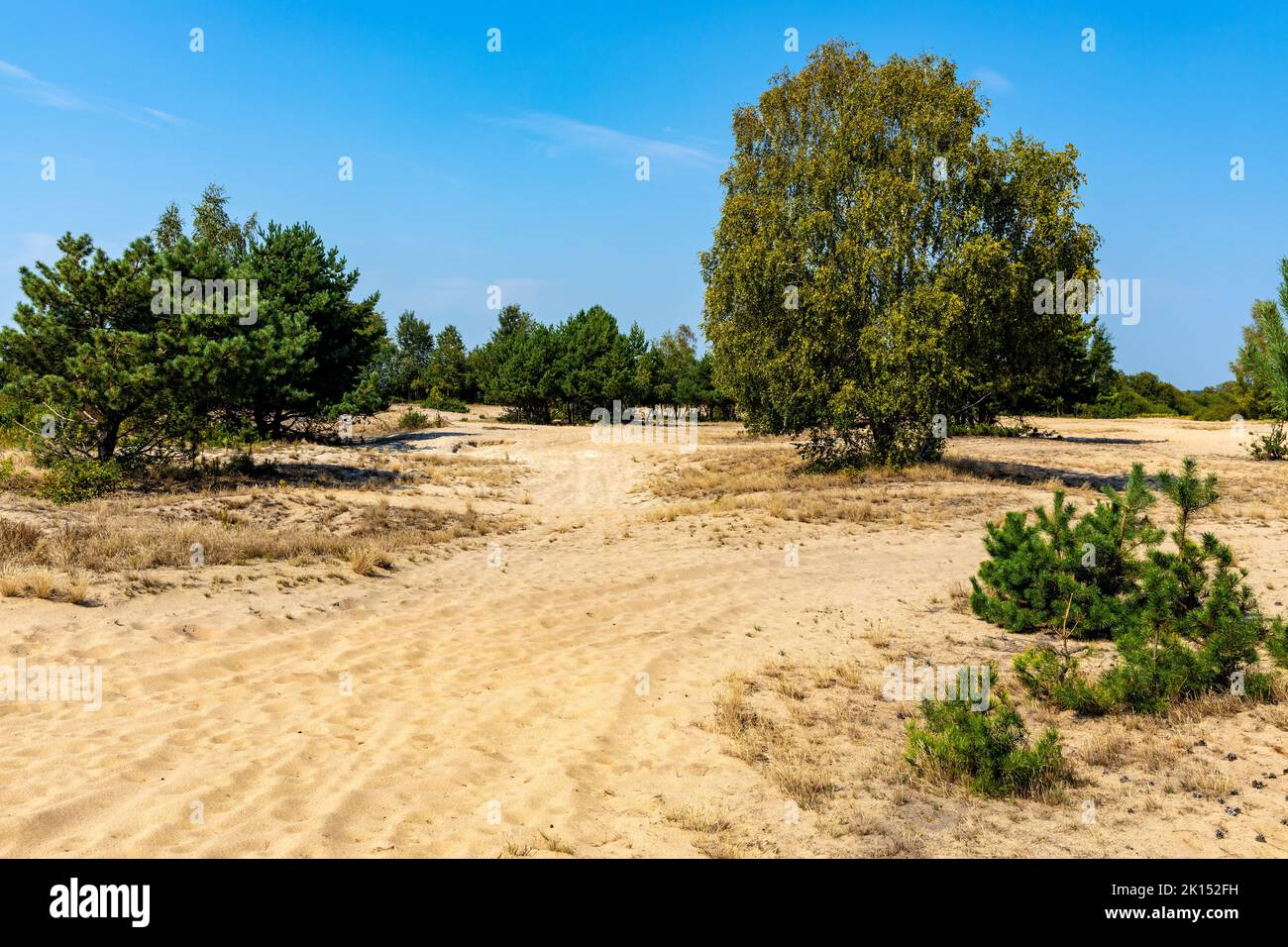 Sand dune Wydma Pekatka with scarce vegetation overlooking Bagno Calowanie Swamp wildlife reserve in Podblel village south of Warsaw in Mazovia region Stock Photo