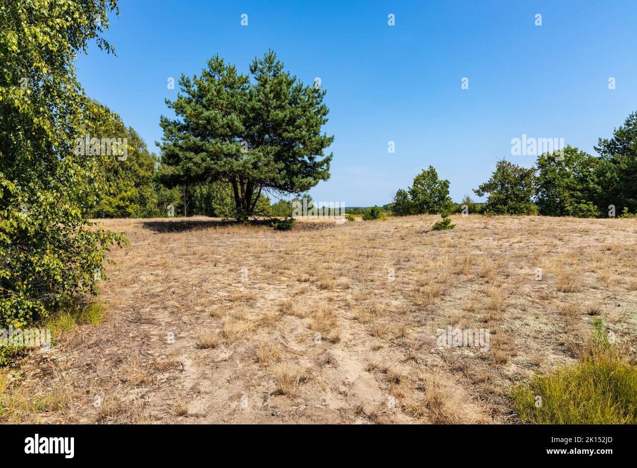 Sand dune Wydma Pekatka with scarce vegetation overlooking Bagno Calowanie Swamp wildlife reserve in Podblel village south of Warsaw in Mazovia region Stock Photo