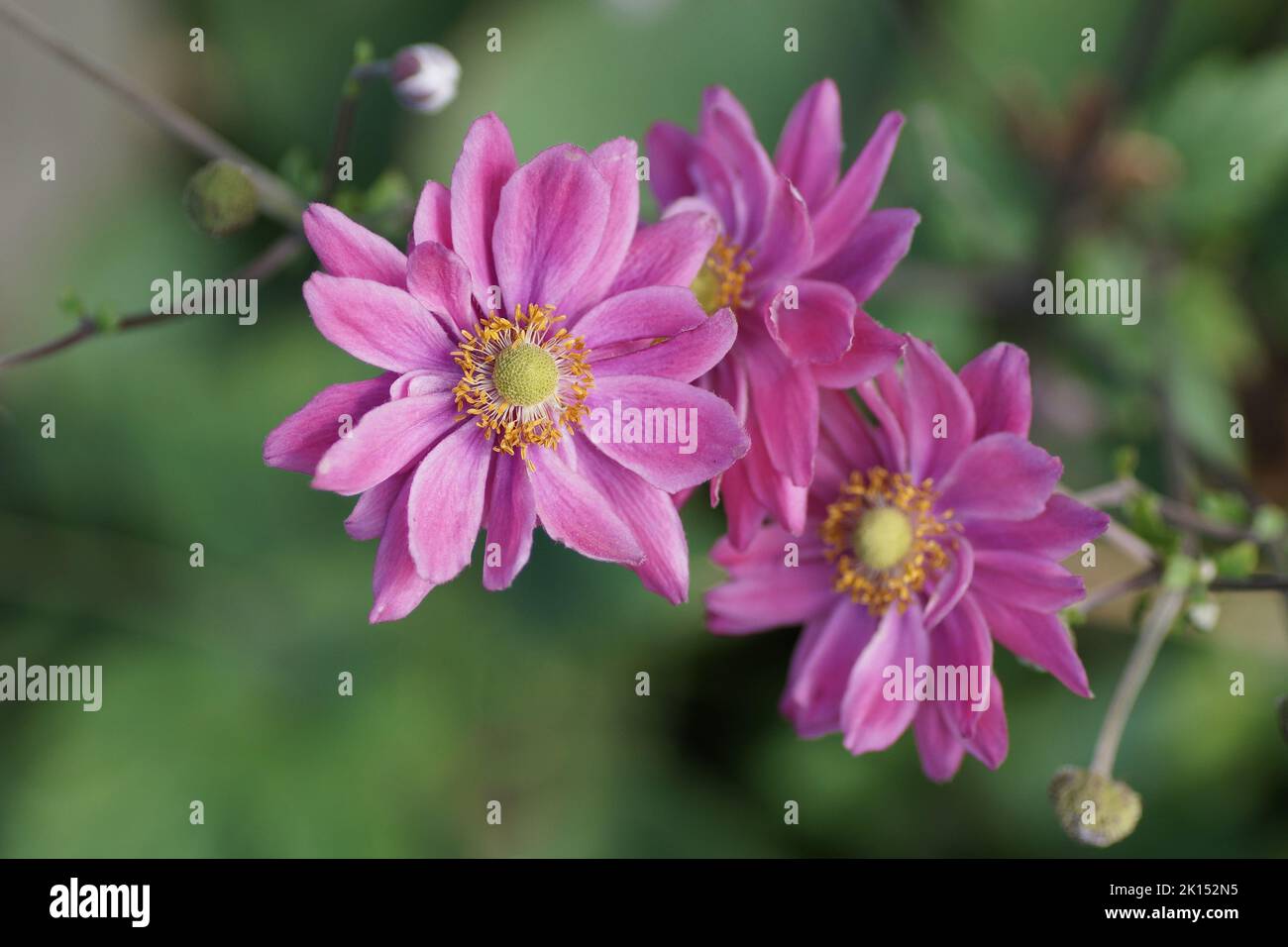 The pink flowers of the herbaceous perennial Anemone x hybrida 'Pamina' Stock Photo