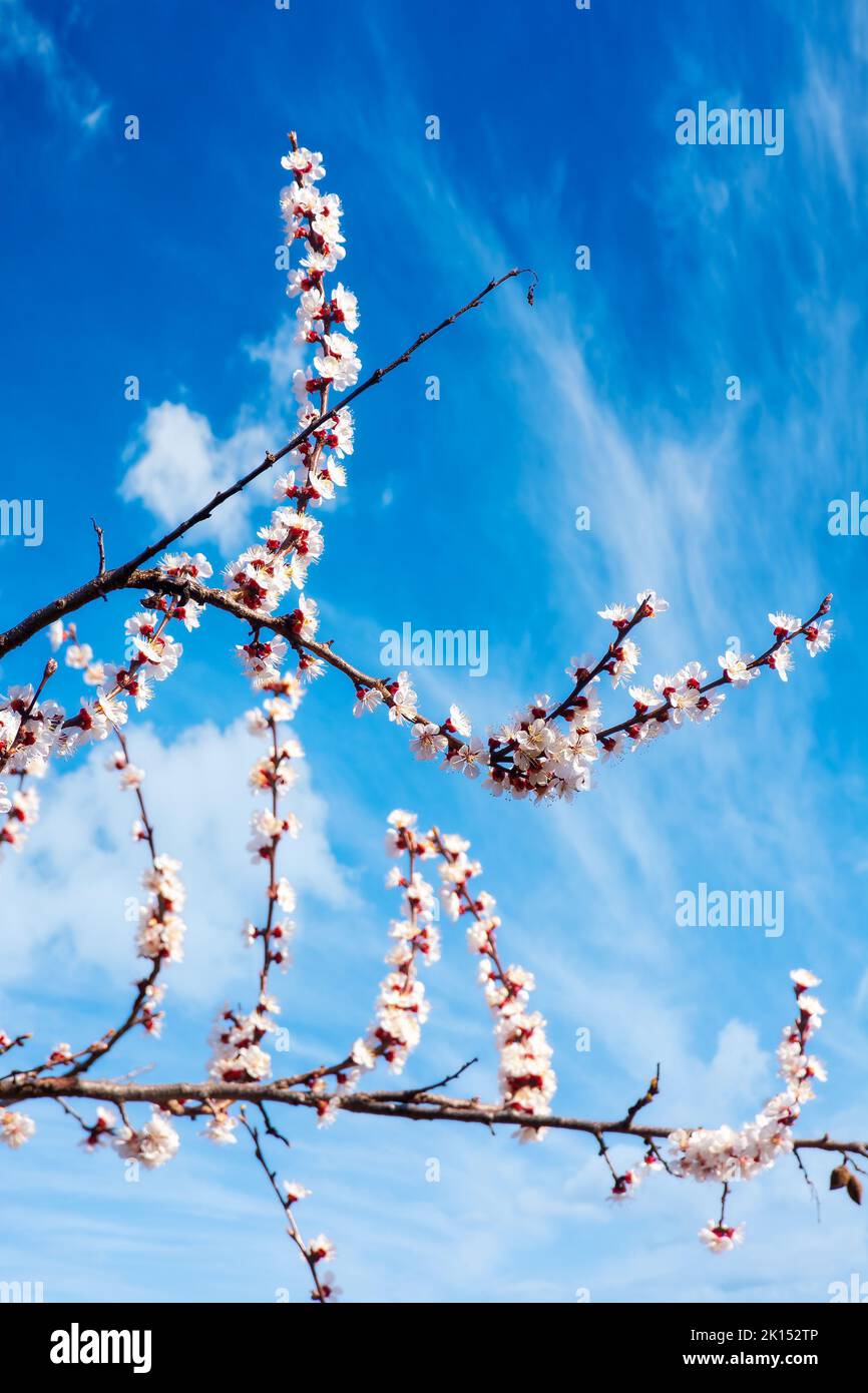 white blossom in front of a blue sky. springtime in april. flowering branches of apple tree Stock Photo