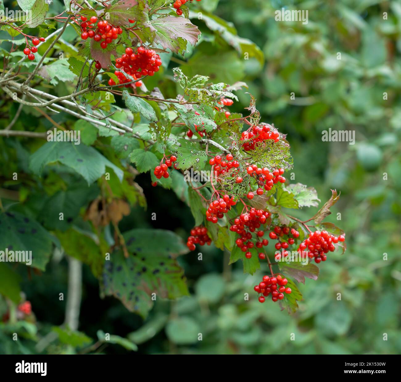 red berries of a wild hawthorn (Crataegus monogyna) in late summer Stock Photo