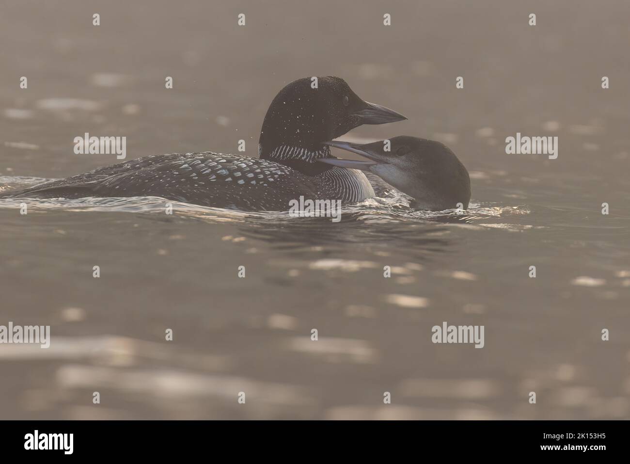 common loon family or great northern diver (Gavia immer) in foggy morning Stock Photo