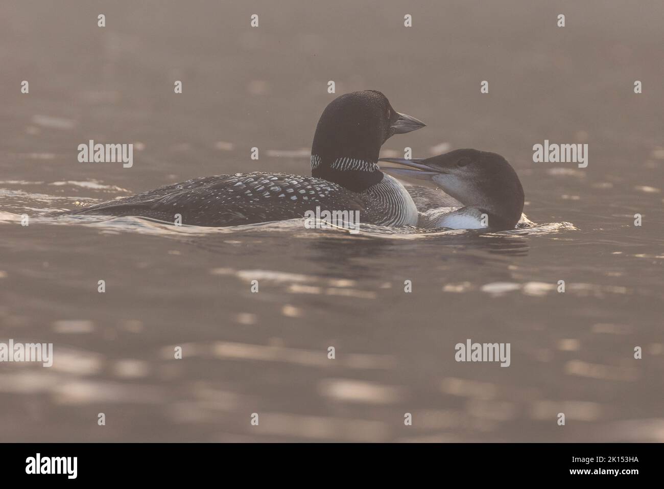 common loon family or great northern diver (Gavia immer) in foggy morning Stock Photo