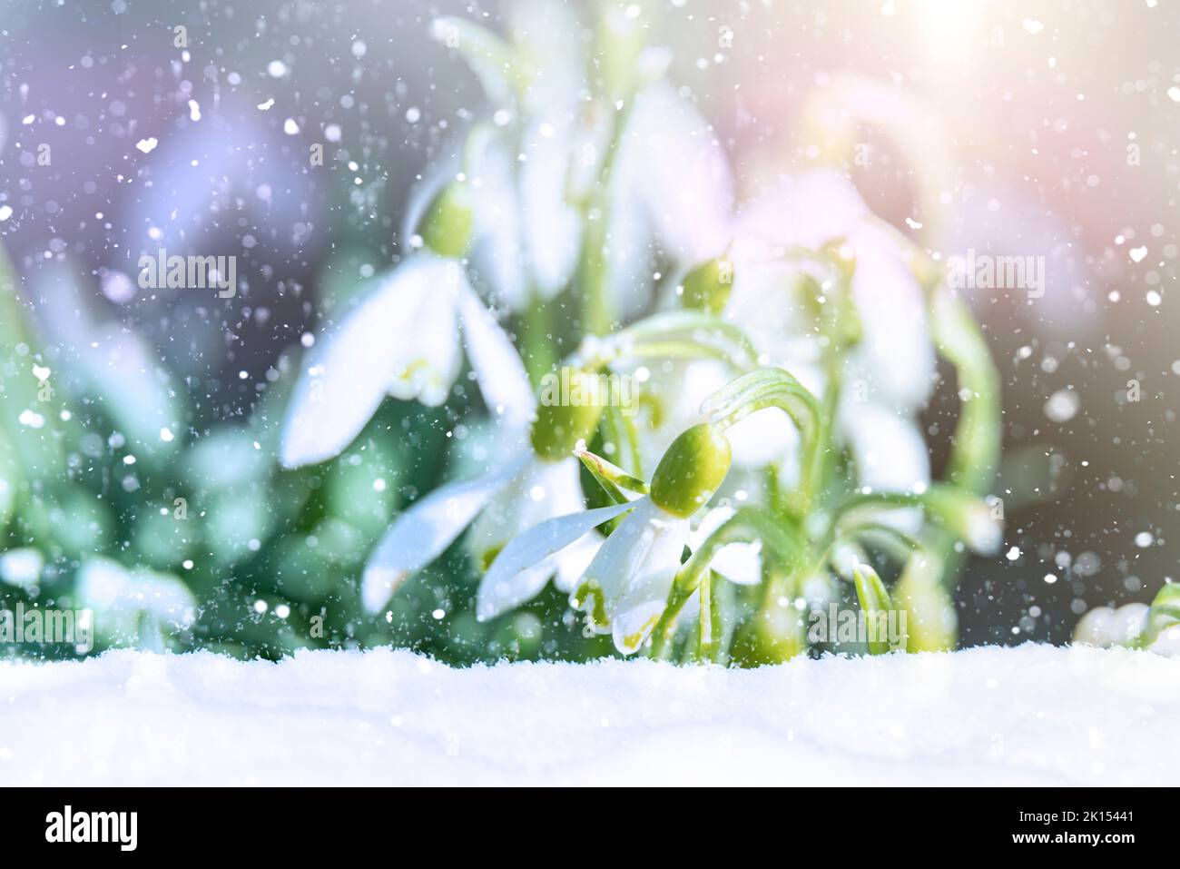 Macro shot of snowdrop - Galanthus Nivalis - in snow. It is snowing and there is powder snow in the foreground. First signs of spring in winter. Stock Photo