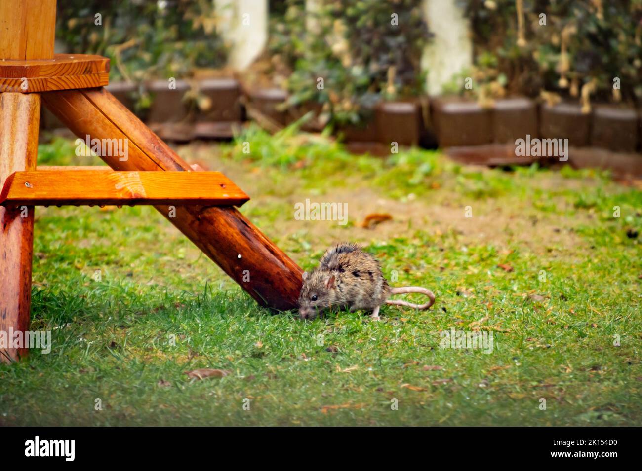 A wild rat in the rain in a green garden. It eats fallen bird food. Shown are the wooden stands of a bird feeder house. Stock Photo