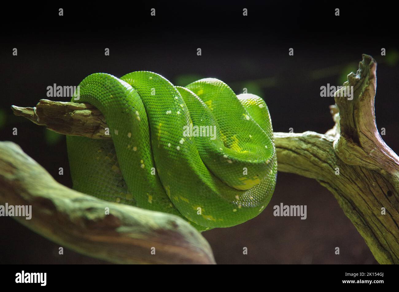 a closeup of a green tree python wrapped around a branch, Morelia Viridis Stock Photo