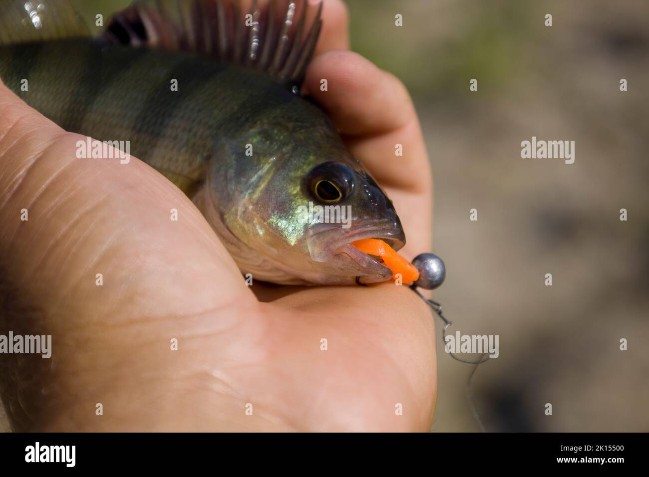 Bait fish hi-res stock photography and images - Page 3 - Alamy