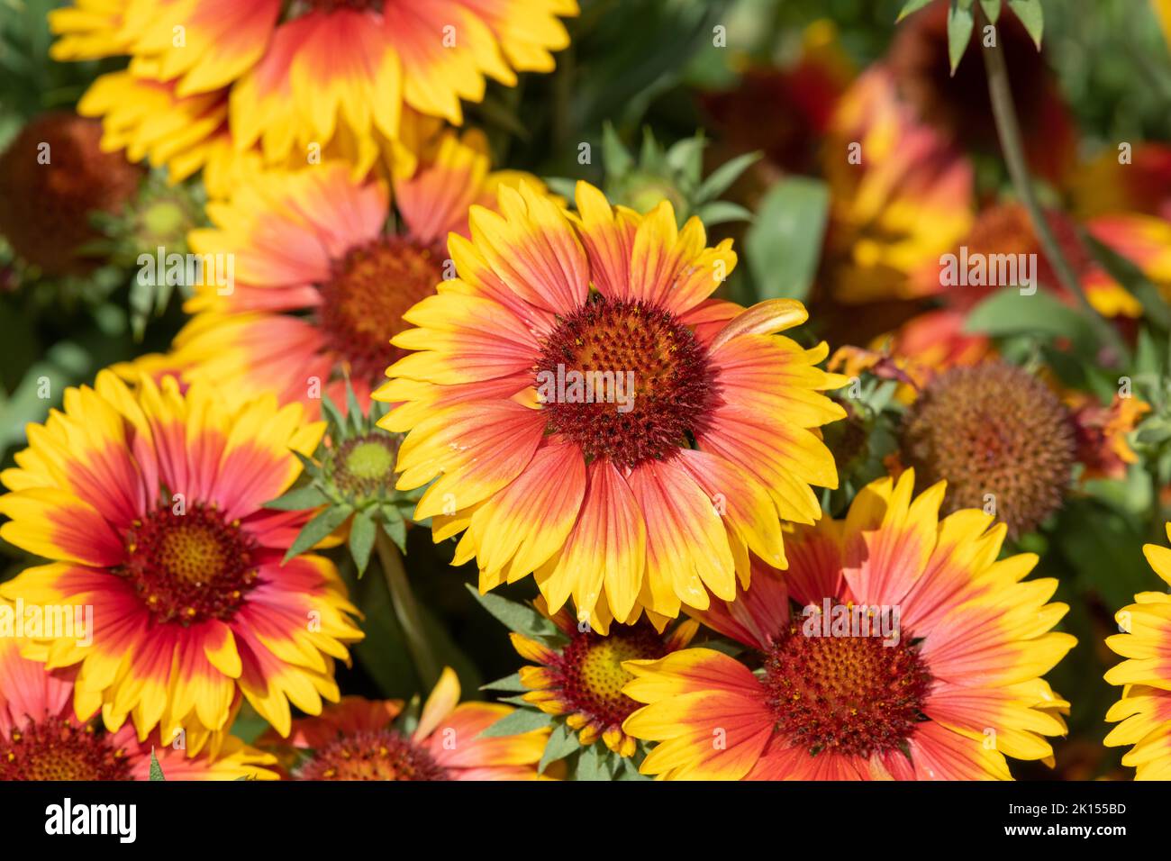 Close up of blanket flowers (gallardia x grandiflora) in bloom Stock ...