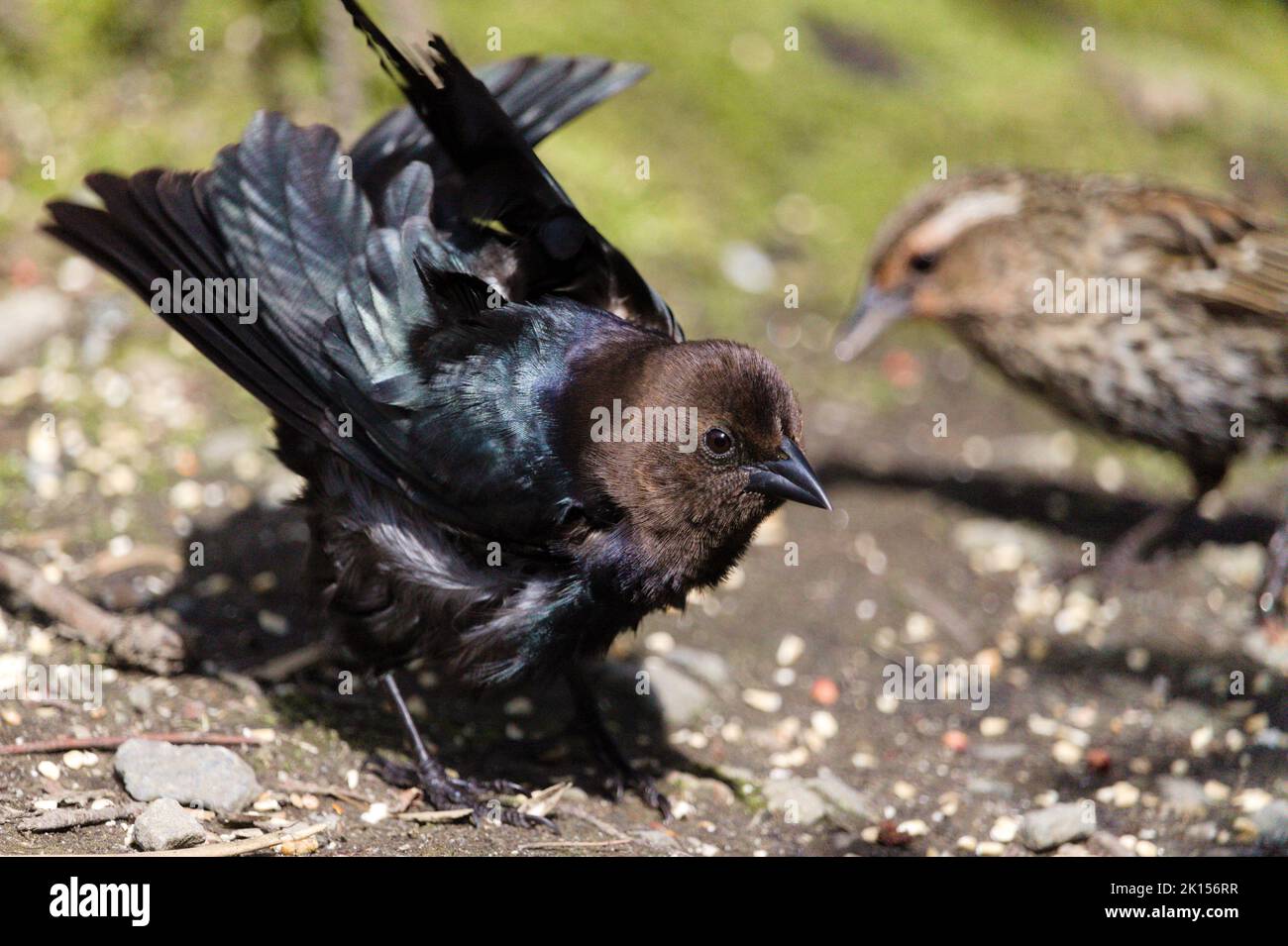 Brown-headed cowbird rustling its feathers; female/juvenile red-winged blackbird in the background. Stock Photo