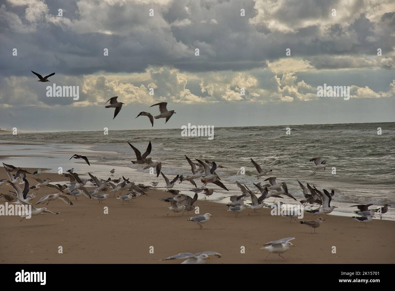Beach at Camperduin in the North of Netherlands Stock Photo - Alamy
