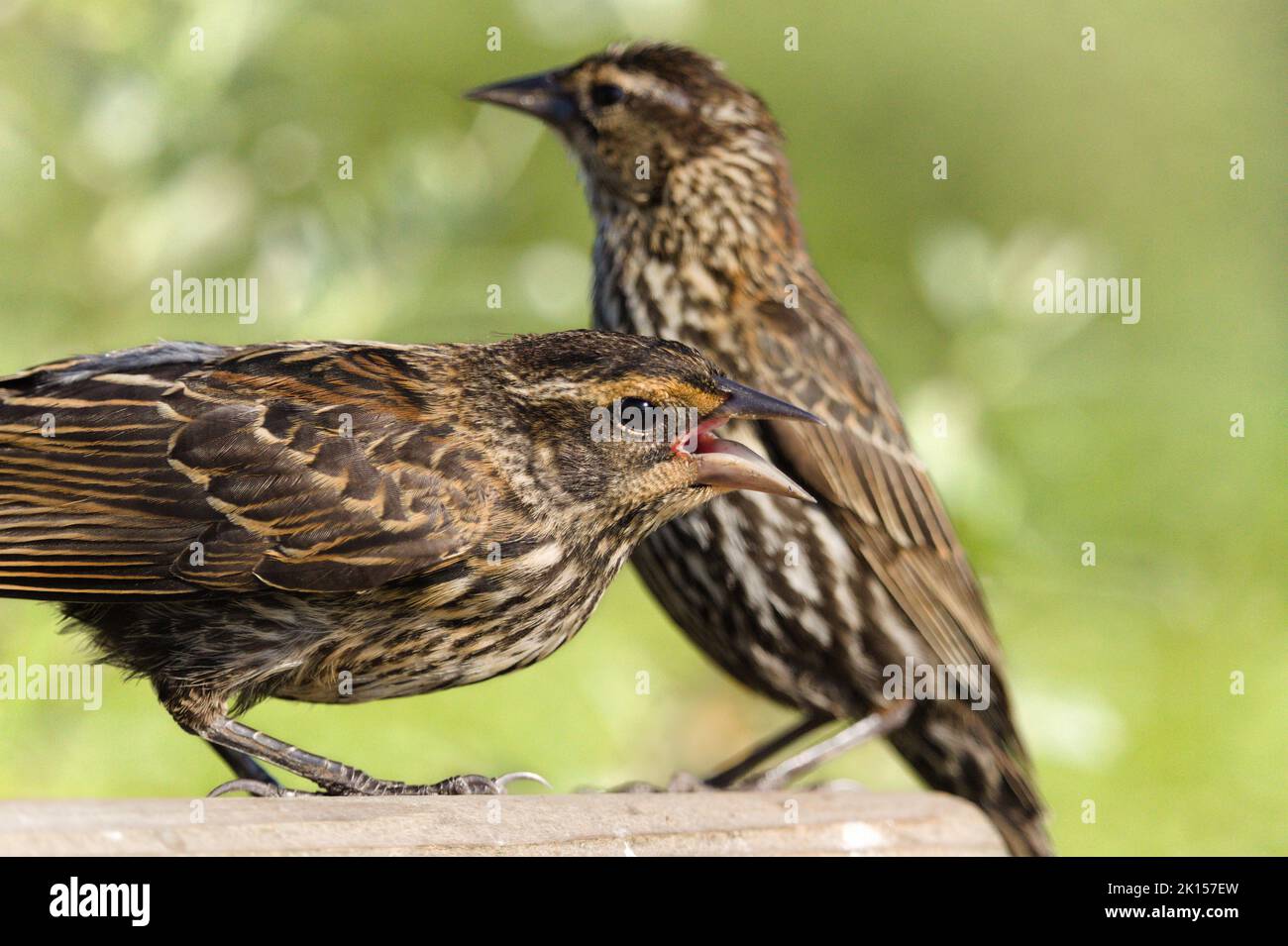 Two red-winged blackbirds (female/juvenile) at burnaby lake park. Stock Photo