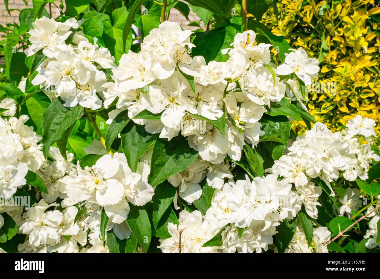 White blossom of Arabian jasmine (Latin name: Jasminum sambac) on a sunny day in summer Stock Photo