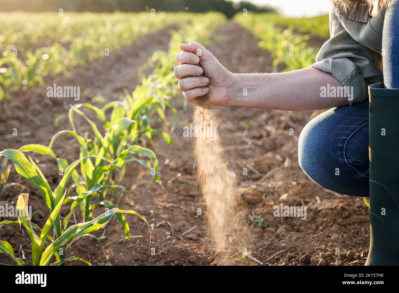 Drought in field. Farm worker holding dry soil in hand and control quality of fertility at arid climate. Impact of climate change on agriculture Stock Photo