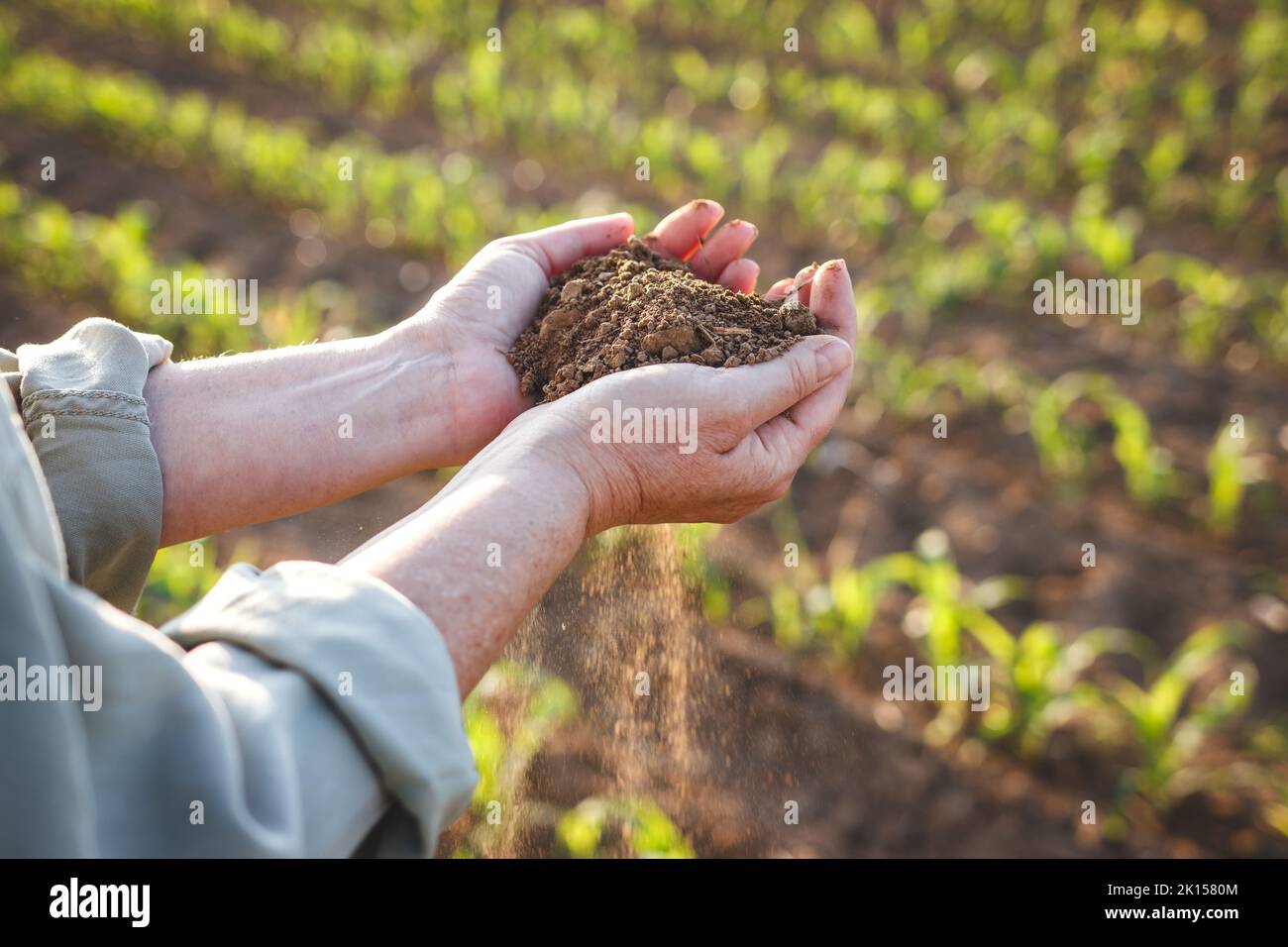 Farmer holding dry soil in hands and control quality of fertility at