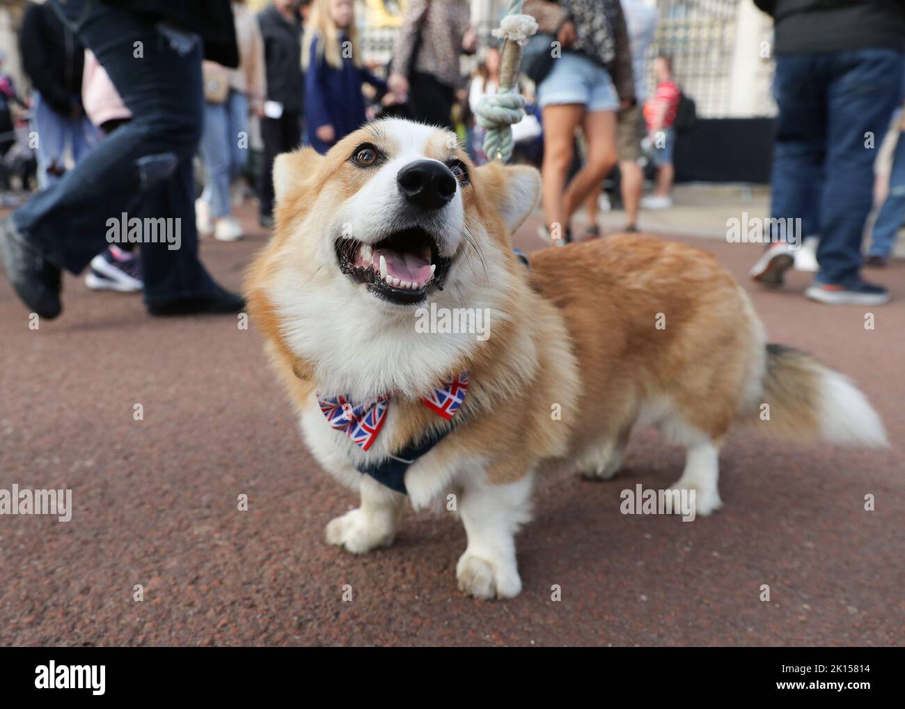 Corgis parade outside Buckingham Palace - Chicago Sun-Times